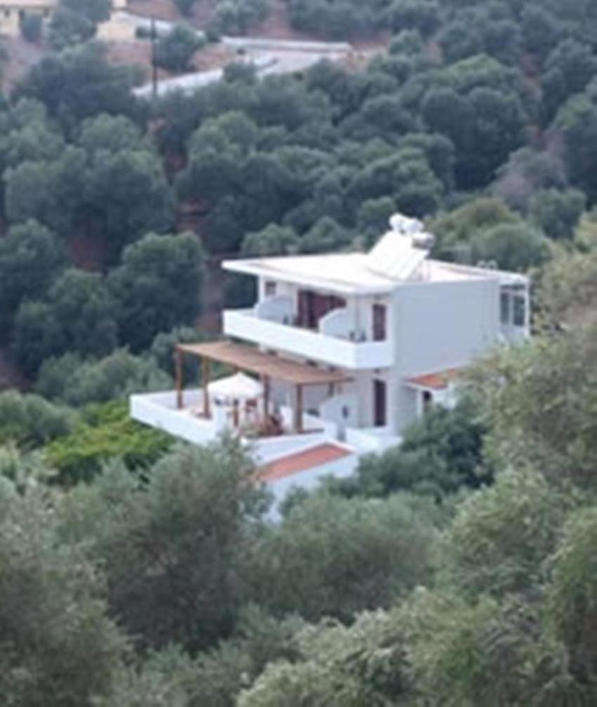 Olive Grove